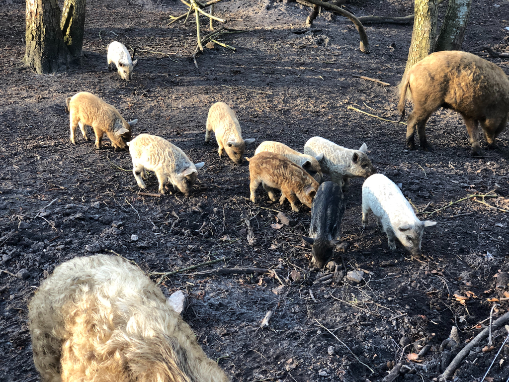 Random Argument links